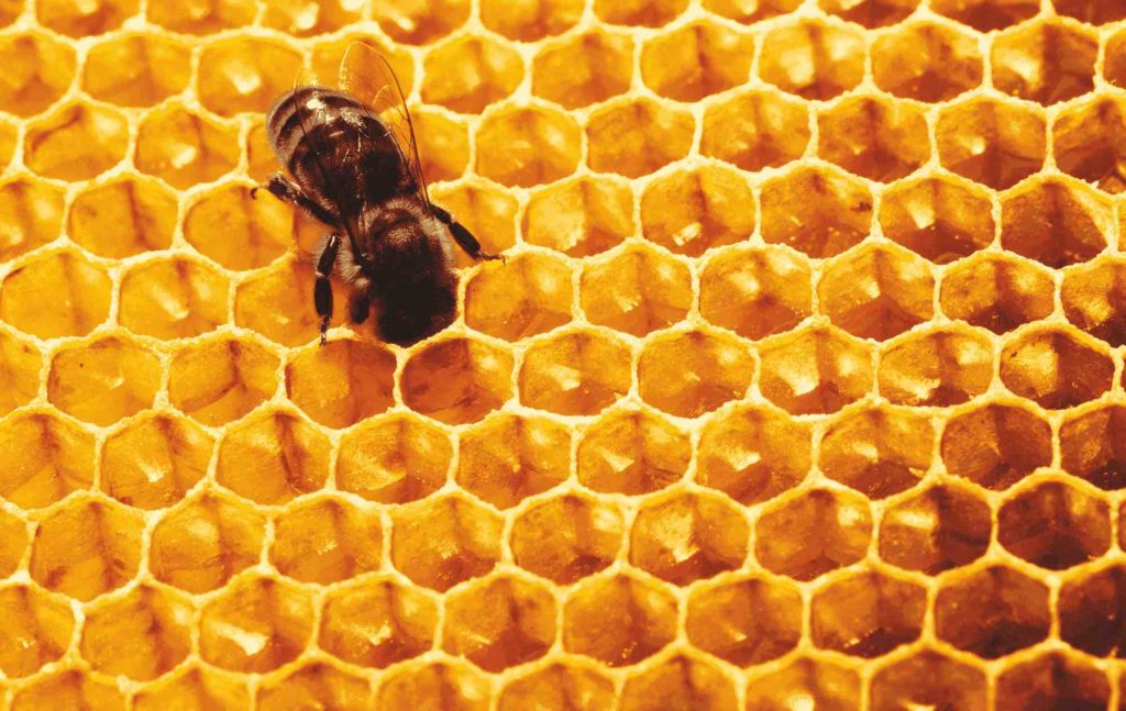 Biene in einer Honigwabe